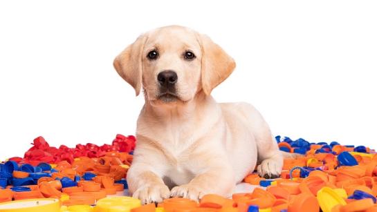 Hond tussen dopjes