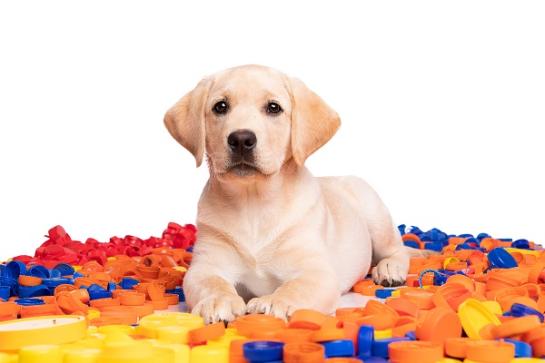 Hond tussen dopjes