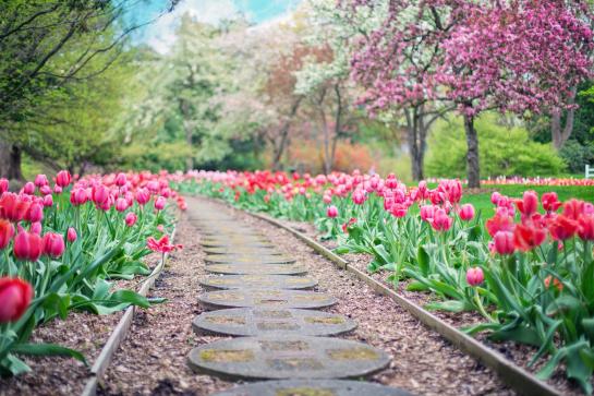 een tuinpad met aan de kanten rode tulpen en bloeiende kerselaren