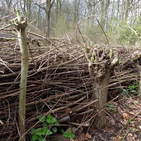 snoeihout wordt gestapeld tussen palen